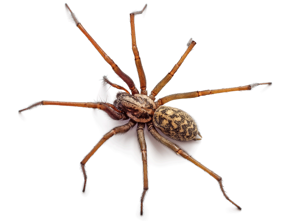 Spider Pest Control Sunshine Coast - Fix Your Spider Problem