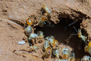 Termite Control Sunshine Coast