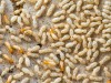 Termite Inspection and treatment white ant