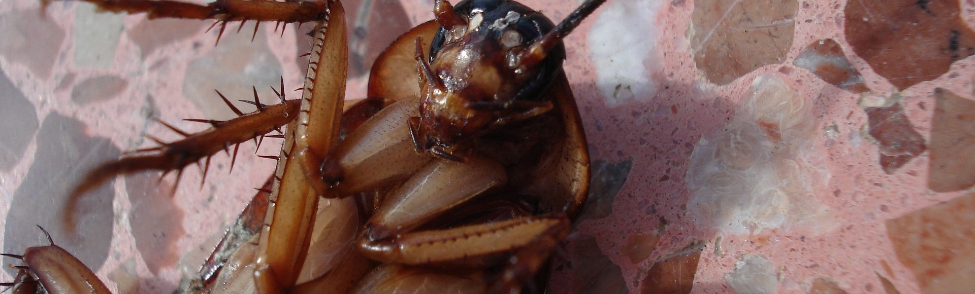 Home Protect Pest Management Plans