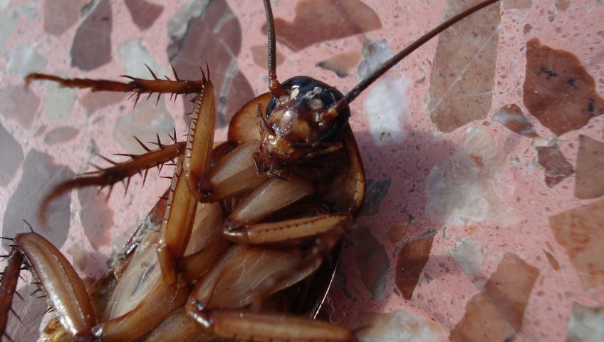 Home Protect Pest Management Plans