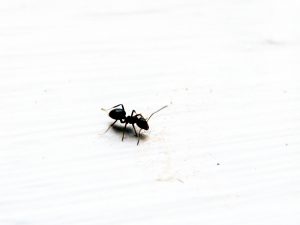 ant control single ant