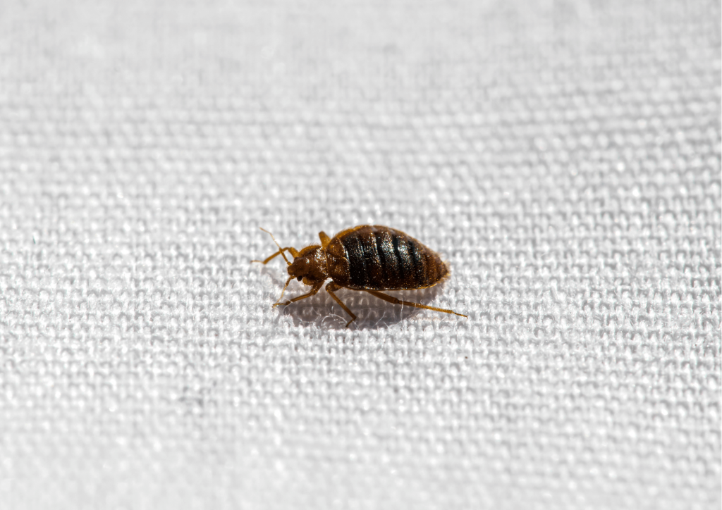Pre-Purchase Pest Inspections Sunshine Coast bedbug