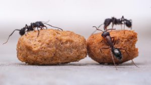 ant control 3 ants